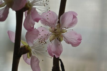 ひだまり　桃の花.jpg