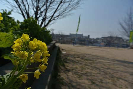ひだまり　菜の花.jpg